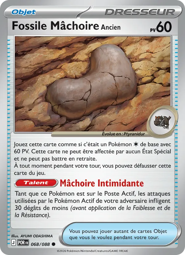 Fossile Mâchoire Ancien 068/88