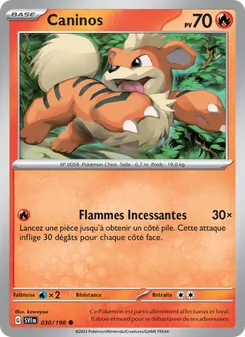 Caninos 30